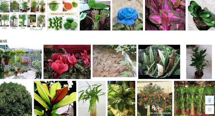 盆栽植物绿叶变黄应施什么肥 - 南南 - 阳光南南（看新闻）