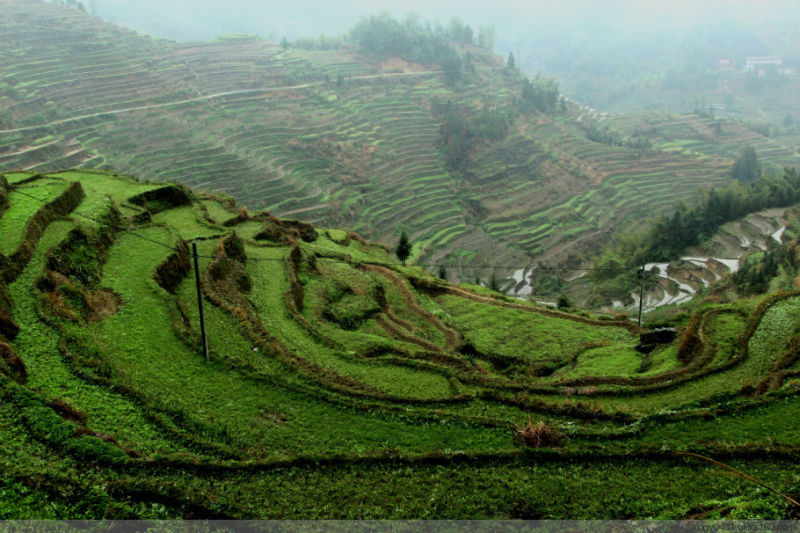紫鹊界——冷风凄雨中的梯田 - 酉水人 - 酉水人