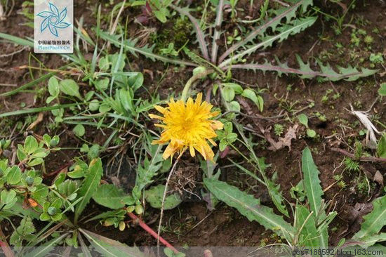 蒲公英 一味蒲公英，功胜白虎汤 蒲公英药效与吃法 - 跳动的心 - 拨动琴鉉的人