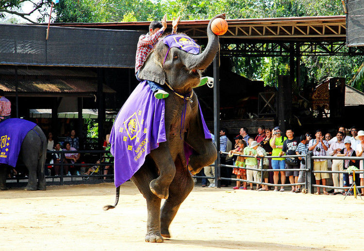 【引用】нуч花园轩弄。泰国 - 枫林傲然 -                  .