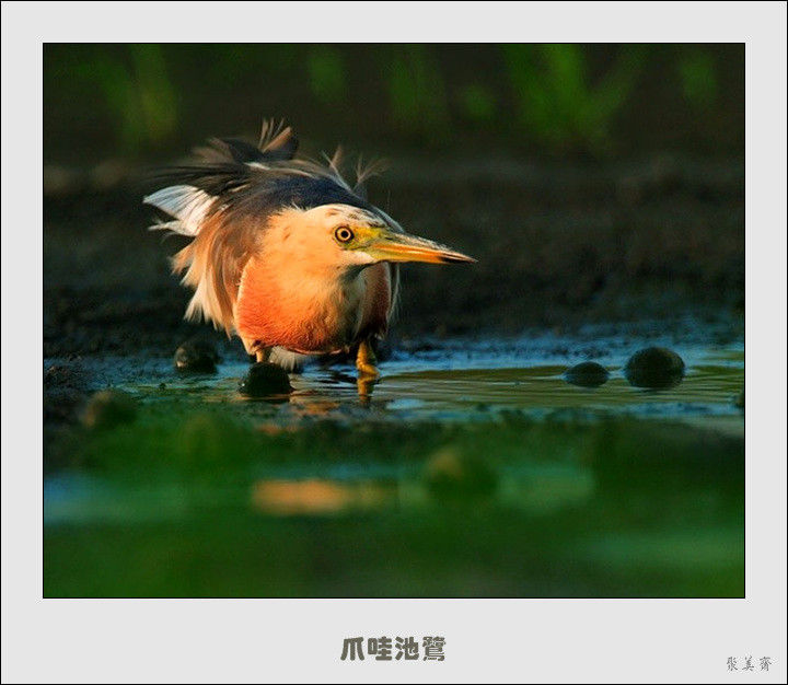 五十种漂亮的爱鸟！来认识一下吧！【美图共赏】 - 無為居士 - 聚美齋