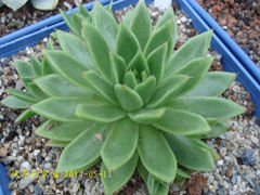米兰达Echeveria Miranda