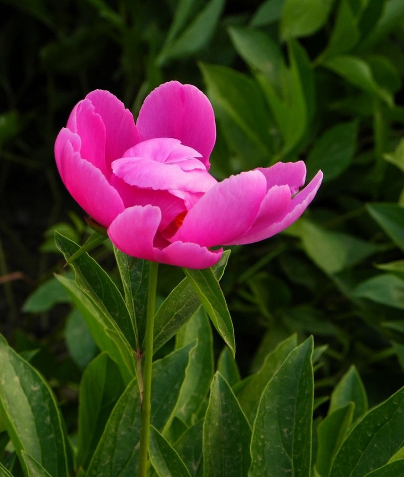 ╰※╮绚丽何尝逊花王◇缤纷芍药竞春光