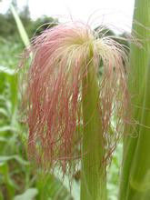 很实用的玉米须 - 小美 - xing1969wuw的博客