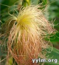 很实用的玉米须 - 小美 - xing1969wuw的博客