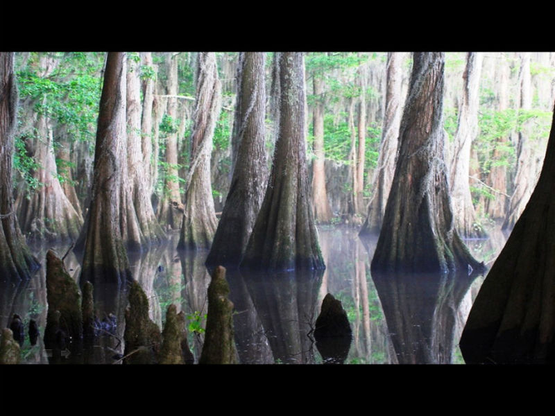 Rose【Caddo Lake】（4007） - Rose - Rose Yang的博客