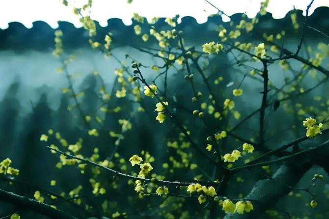 《梅花和雪竹》背景素材 - 彼岸桃花 - .