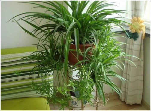 旺财旺家的28种植物，选一种吧！【植物风水】