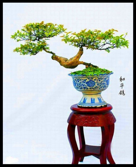 美妙绝伦的盆景 -