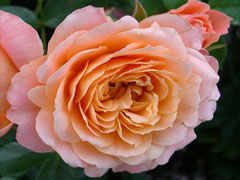 甜梦（Sweet Dream）