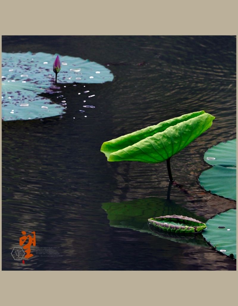 守望【2014荷之系列】