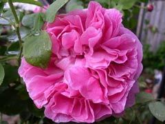 牡丹月季（Paul Néron）