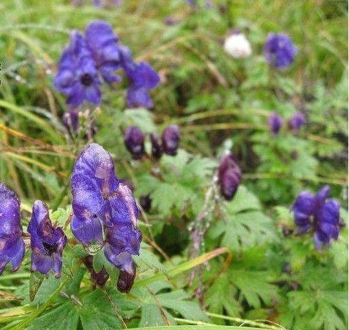 十大剧毒花卉(收藏) - 吉祥如意 - 吉祥如意