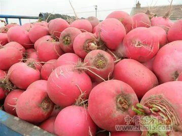 红萝卜塞冰糖、咳嗽不用去药房！ - 秋白 - 黑色物语