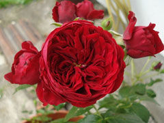 小红帽(Red Riding Hood Fai