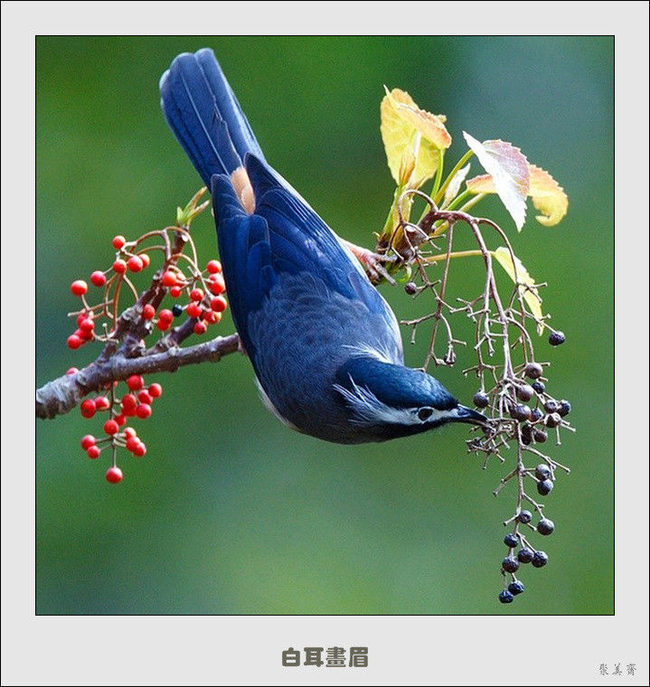 五十种漂亮的爱鸟！来认识一下吧！【美图共赏】 - 無為居士 - 聚美齋