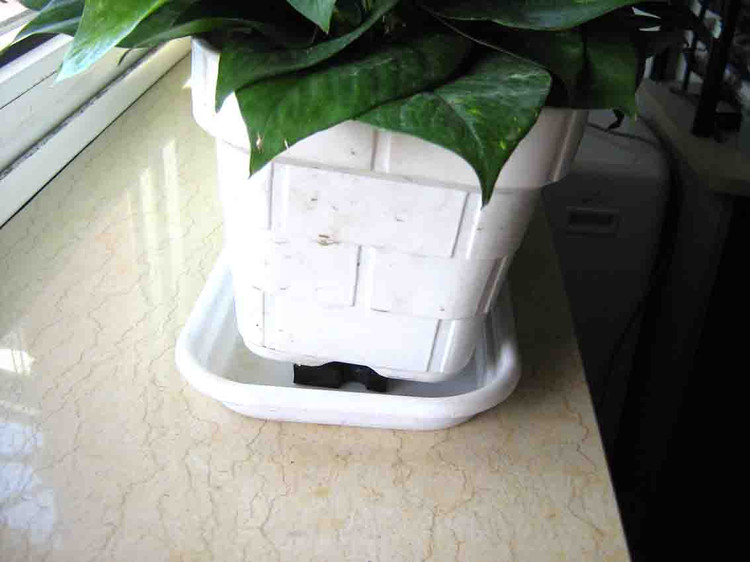 养花、养草、盆栽基础知识 - 美体、情感、博文精品 - 美体情感、心灵驿站