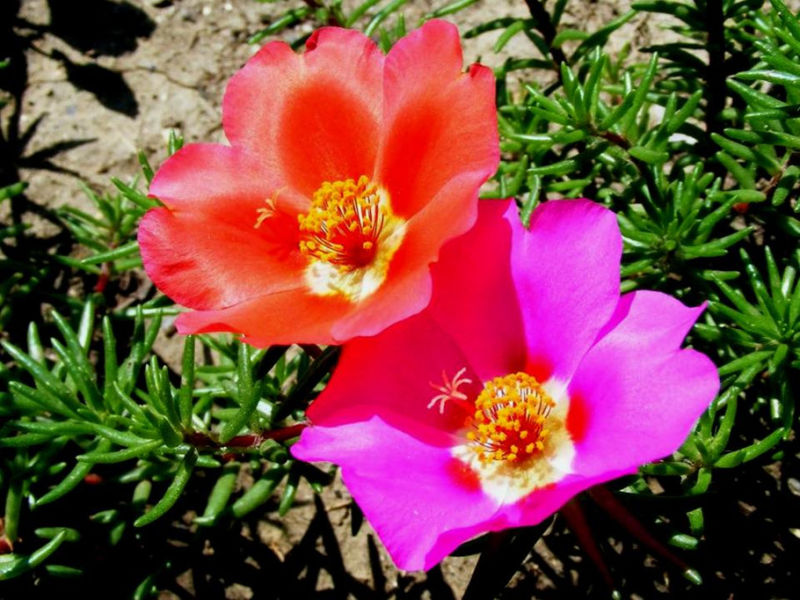 Rose【夏日花卉】（3490） - 