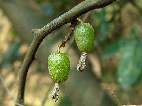 农村长大的，看看我们小时候吃的野果子