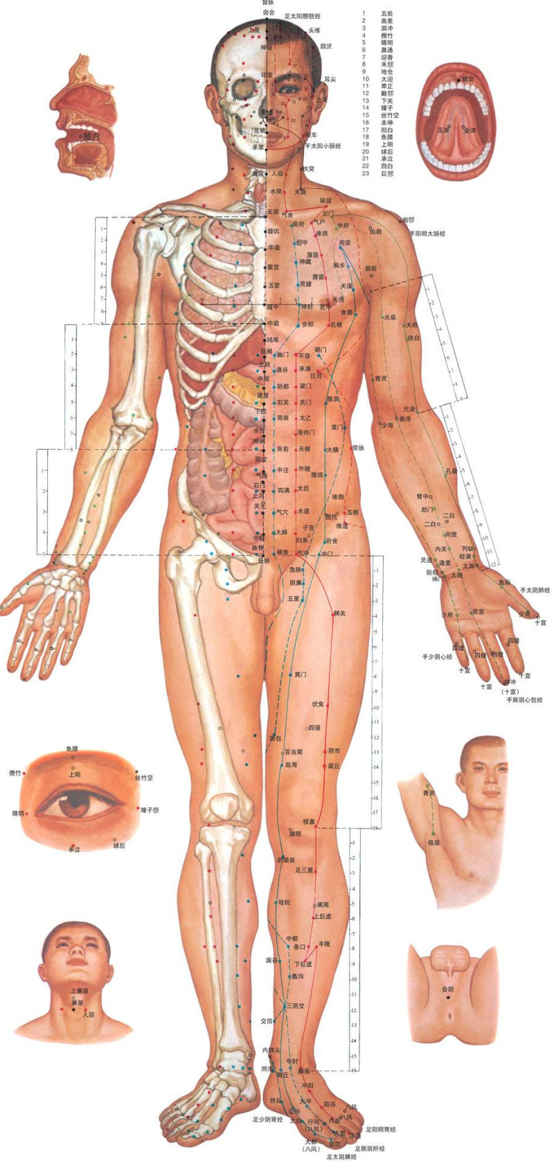 人体经络穴位图