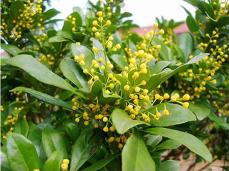 家庭养花奇招大全（绝对珍藏版） - 理睬 - .