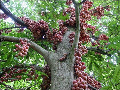 终于知道什么才是当季水果？瞬间长见识！ - 云鹏润峰 - 云鹏潤峰的博客