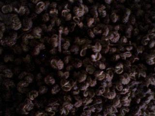 麻椒[别名；青花椒，香椒子，岸椒，野椒，狗椒。]功能；辛温，温中散寒，燥湿沙虫，行气止痛。作用；驱腥增香。