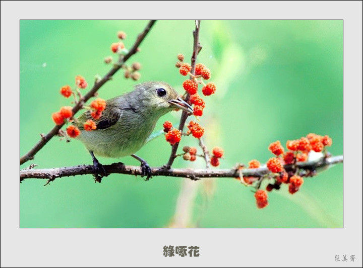 五十种漂亮的爱鸟！来认识一下吧！【美图共赏】 - 無為居士 - 聚美齋