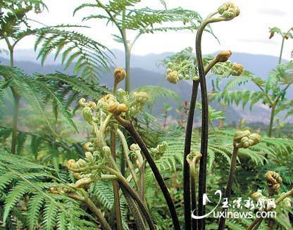 农村长大的，看看我们小时候吃的野果子