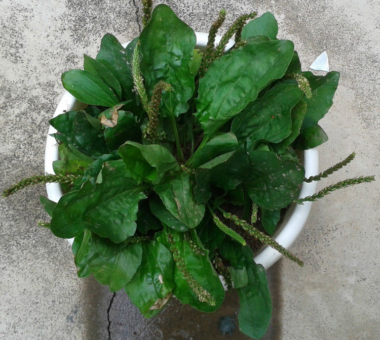 养花、养草、盆栽基础知识 - 美体、情感、博文精品 - 美体情感、心灵驿站