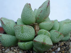 紫式部Conophytum taylorian