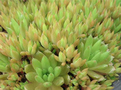 塔花瓦松0rostachys chaneti