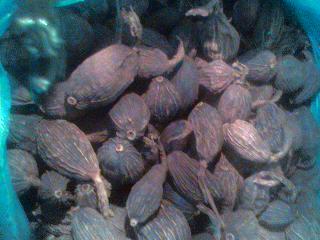 草果。作用；驱腥增香，酱香味特浓。