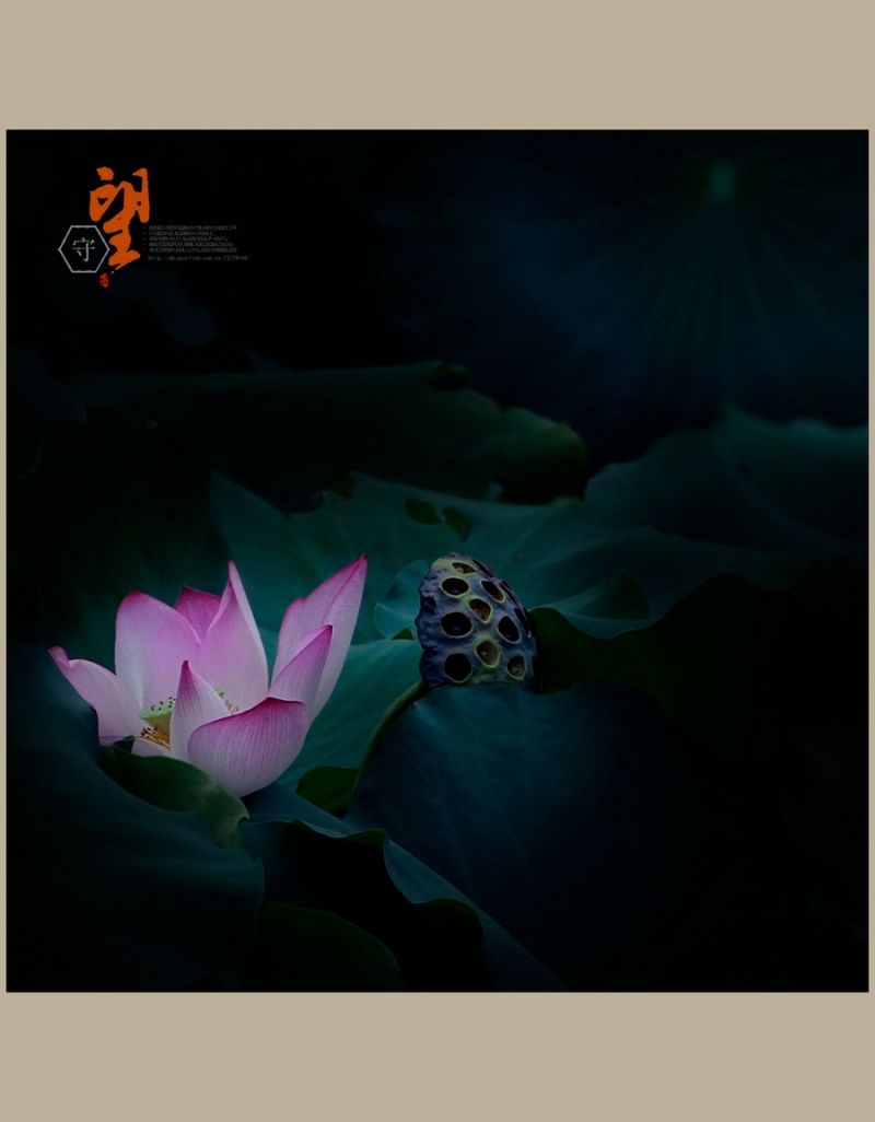 守望【2014荷之系列】