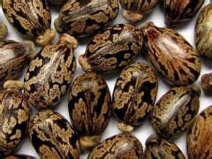 身患全身水肿，脚底敷药消通 - 瀛子 - 瀛の小笺