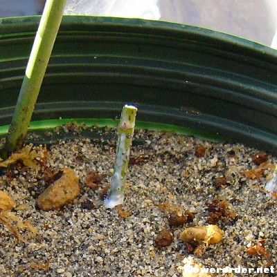 [转载]几种月季的繁殖方法