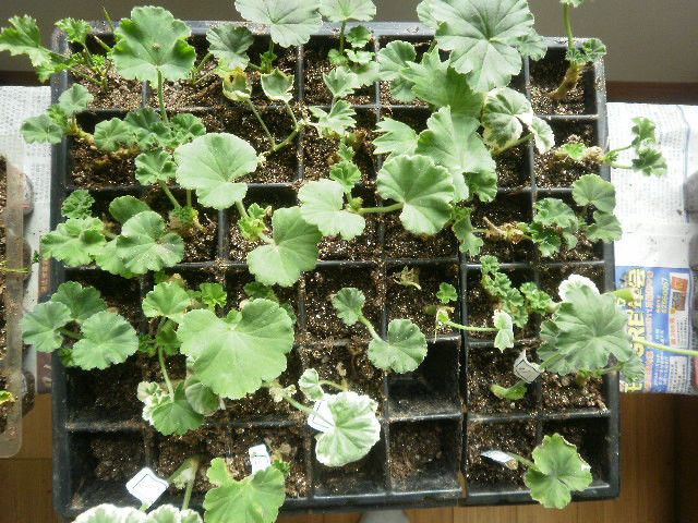 2012年06月22日 - 天  使 - 信国彦e商务博客