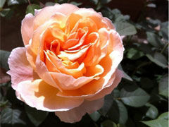 泰莫拉（T amora）