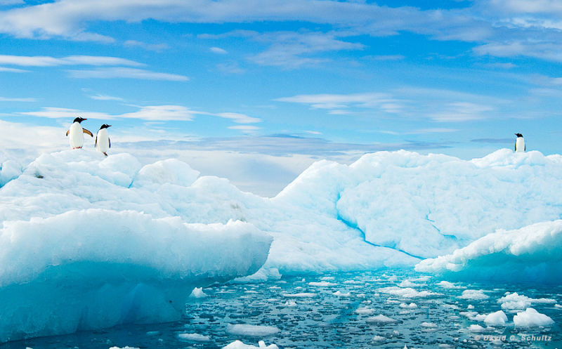 精彩野生动物摄影 领略自然的原始野性美动物们行动迅速，难以捕捉，拍摄机会稍纵即逝。而且野生动物具有一定的危险性，摄影师还要时刻担心自己的人身安全，拍到一张精彩的照片实属不易。 ...
