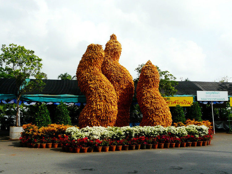 【引用】нуч花园轩弄。泰国 - 枫林傲然 -                  .