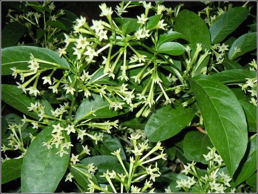 旺财旺家的28种植物，选一种吧！【植物风水】