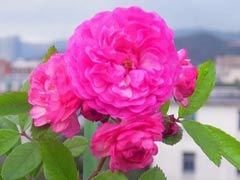 葡萄园之歌（Vineyard Song