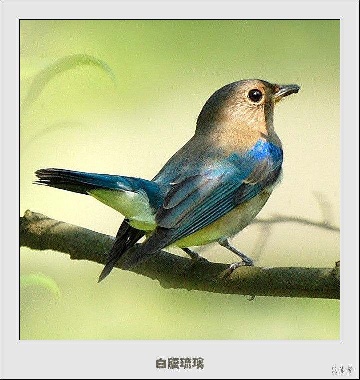 五十种漂亮的爱鸟！来认识一下吧！【美图共赏】 - 無為居士 - 聚美齋