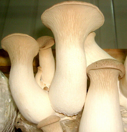 可清除肠道内垃圾的食物 - 鳕鯡鮩鲒 - 鳕鲱鮩鲒的博客