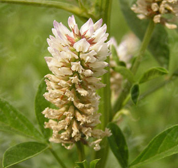 [转载]解开女人不老用药的秘密鈥斺斖嘉牟⒚