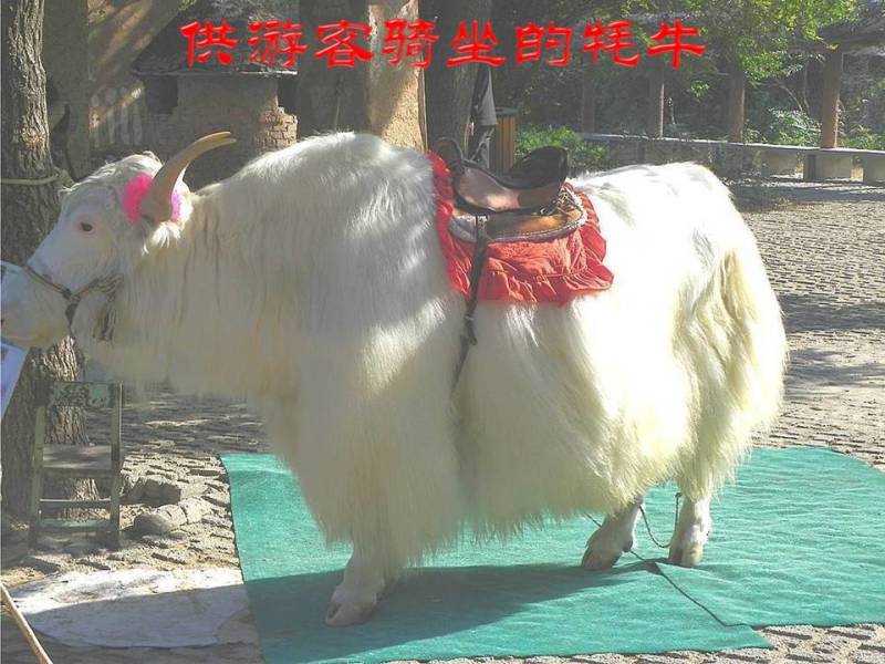 世界公园1【62】 - PPT园地 - 永平的博客