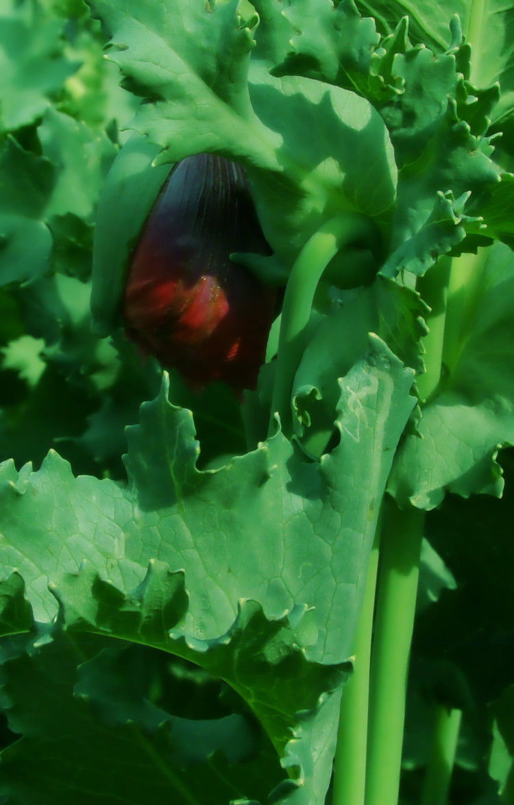 致命魅惑 罂粟 - 酒鬼鼠  - 酒鬼鼠