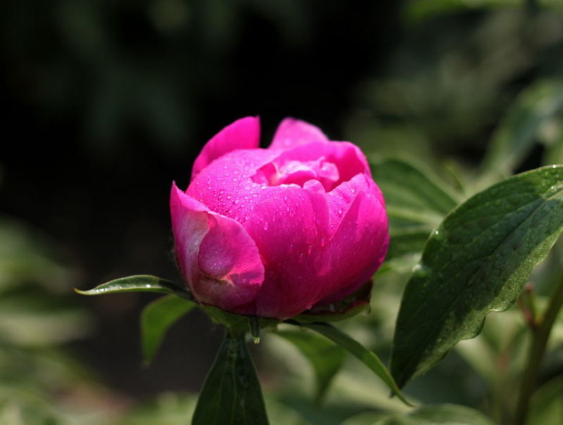 ╰※╮绚丽何尝逊花王◇缤纷芍