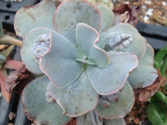 彩石雕Echeveria Paul Bunya