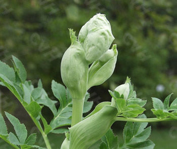 [转载]解开女人不老用药的秘密鈥斺斖嘉牟⒚